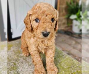 Goldendoodle (Miniature) Puppy for sale in MANHEIM, PA, USA