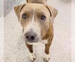 Small #1 Mutt