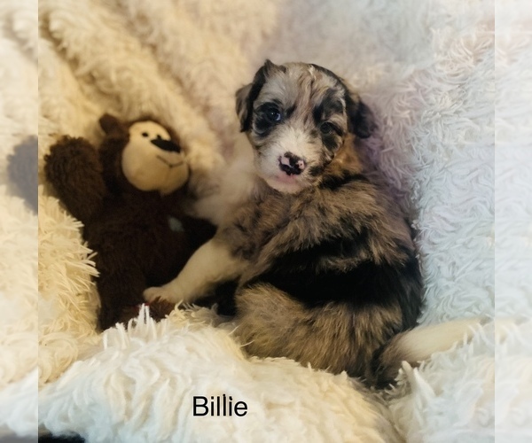 Medium Photo #1 Aussiedoodle Puppy For Sale in PHOENIX, AZ, USA