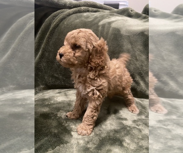 Medium Photo #2 Poodle (Toy) Puppy For Sale in EUDORA, KS, USA
