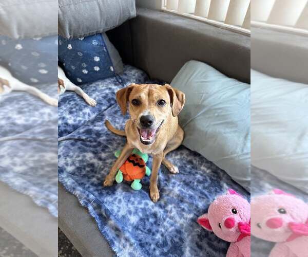 Medium Photo #4  Puppy For Sale in , 
