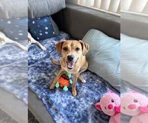 Chihuahua-Whippet Mix Dogs for adoption in Cave Creek, AZ, USA