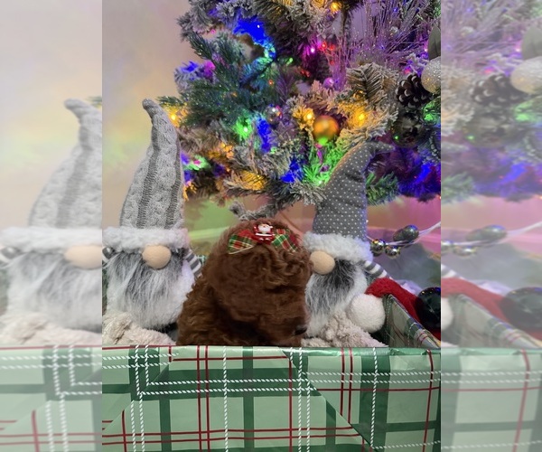 Medium Photo #18 Goldendoodle mix (+ Poodle Miniature) Puppy For Sale in BRONX, NY, USA