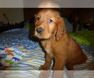 Golden Retriever Puppy for sale in BOULDER, CO, USA