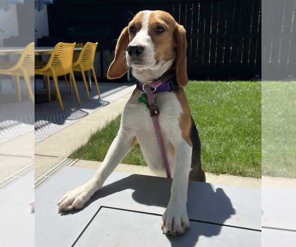 Medium Photo #3 Beagle Puppy For Sale in Littleton, CO, USA