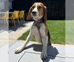 Small #2 Beagle
