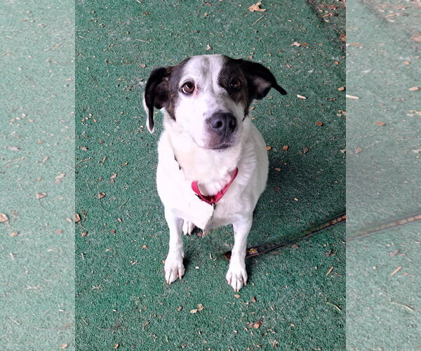Medium Photo #4 Mutt Puppy For Sale in Clarkesville, GA, USA