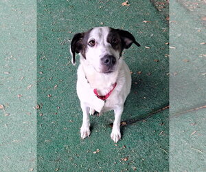 Willa - Female Mutt Dog for Adoption - Photo #4