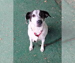 Small Photo #4 Mutt Puppy For Sale in Clarkesville, GA, USA