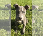 Small Photo #2 American Staffordshire Terrier-Unknown Mix Puppy For Sale in Des Moines, IA, USA