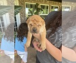 Small #8 Chinese Shar-Pei