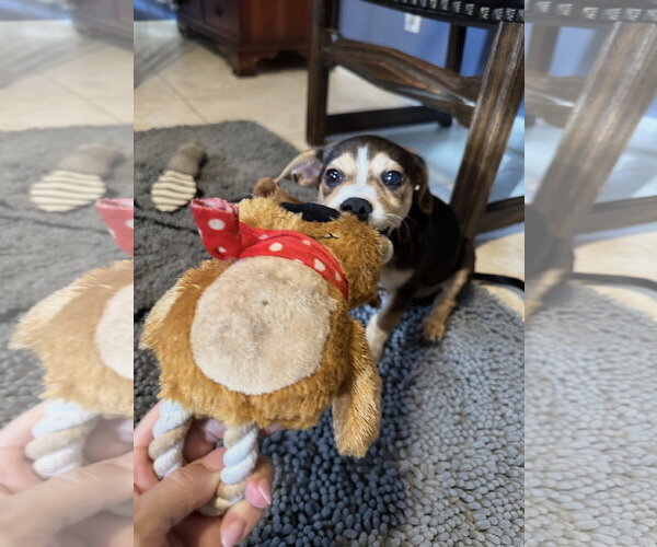 Medium Photo #5 Dachshund-Unknown Mix Puppy For Sale in Royal Palm Beach, FL, USA