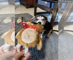 Small #4 Dachshund Mix