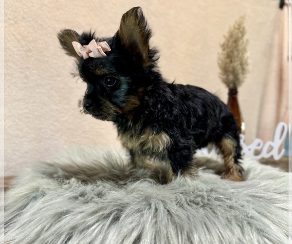 Medium Photo #8 YorkiePoo Puppy For Sale in NAPPANEE, IN, USA