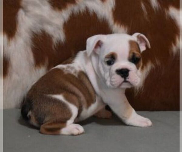 Medium Photo #7 English Bulldog Puppy For Sale in MARSHFIELD, MO, USA