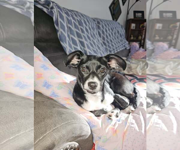 Medium Photo #8 Dachshund-Unknown Mix Puppy For Sale in Arlington, WA, USA