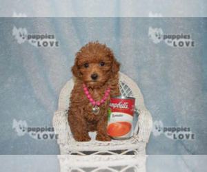 Poodle (Toy) Puppy for sale in SANGER, TX, USA