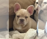 Small #9 French Bulldog