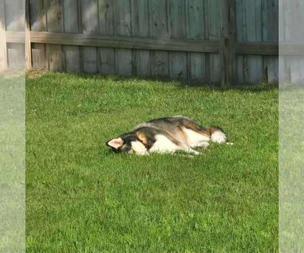 Medium Photo #5 Siberian Husky-Unknown Mix Puppy For Sale in Fargo, ND, USA