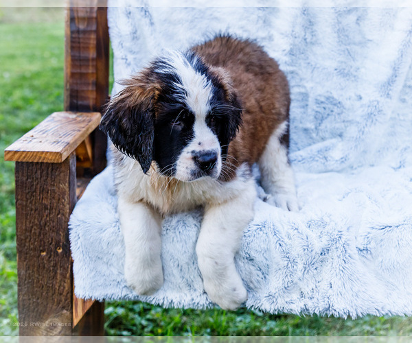 Medium Photo #7 Saint Bernard Puppy For Sale in WAKARUSA, IN, USA