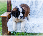 Small #6 Saint Bernard