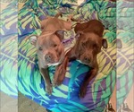 Small Photo #2 American Pit Bull Terrier-Unknown Mix Puppy For Sale in Calhoun, GA, USA