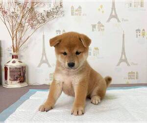 Shiba Inu Puppy for sale in SAN GABRIEL, CA, USA