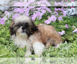 Shih Tzu Puppy for sale in SHILOH, OH, USA