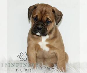 Boxador Puppy for sale in NEW HOLLAND, PA, USA