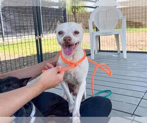 Chihuahua-Unknown Mix Dogs for adoption in Orange, CA, USA
