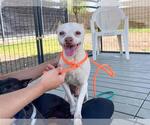 Small Chihuahua Mix