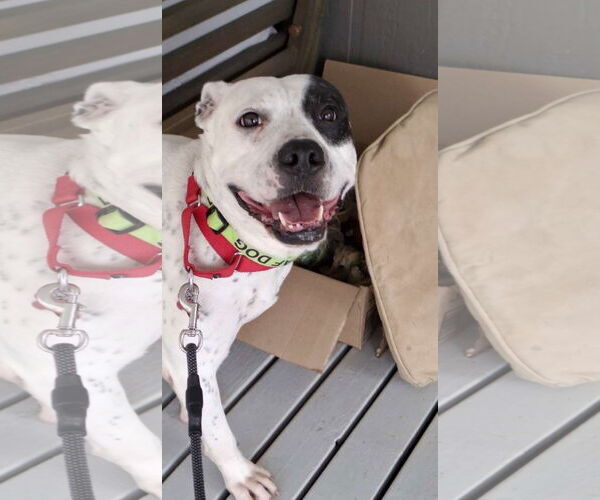 Medium Photo #11 American Bulldog-Labrador Retriever Mix Puppy For Sale in Atlanta, GA, USA