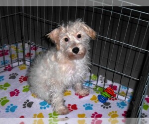 Schnoodle (Miniature) Puppy for sale in ORO VALLEY, AZ, USA