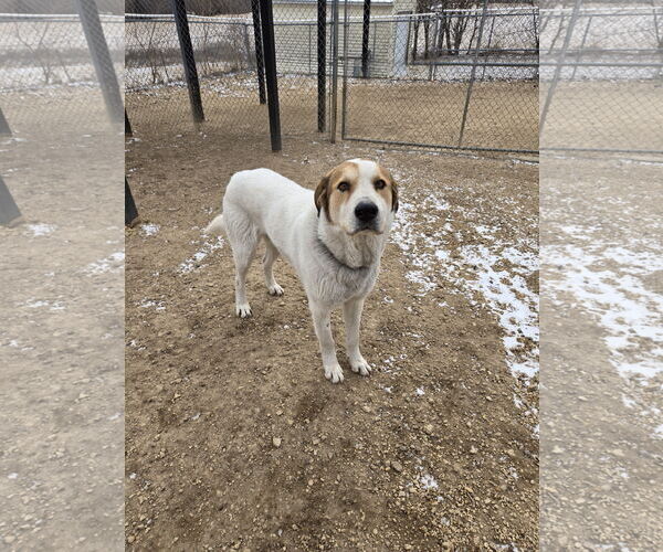 Medium Photo #2  Puppy For Sale in , 