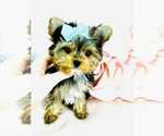 Small #1 Morkie