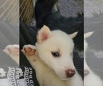 Puppy 7 Border Collie-Siberian Husky Mix