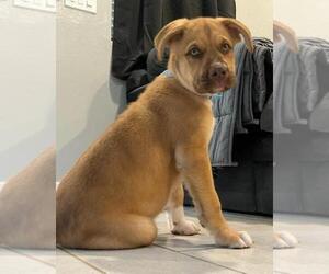 Dogue de Bordeaux-Siberian Husky Mix Dogs for adoption in QUEEN CREEK, AZ, USA