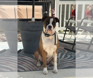 Father of the Boxer puppies born on 05/15/2026