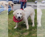 Small Great Pyrenees