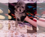 Puppy AKC Toy Poodle Poodle (Toy)