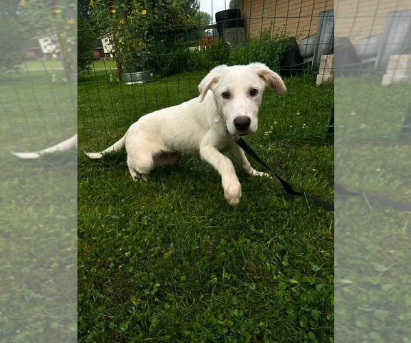 Medium Photo #1 Labrador Retriever-Unknown Mix Puppy For Sale in Germantown, OH, USA