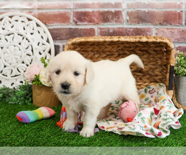 Medium Photo #4 Golden Retriever Puppy For Sale in SYRACUSE, IN, USA