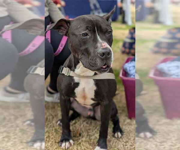 Medium Photo #11 American Pit Bull Terrier-Great Dane Mix Puppy For Sale in Raleigh, NC, USA