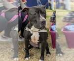 Small #10 American Pit Bull Terrier-Great Dane Mix