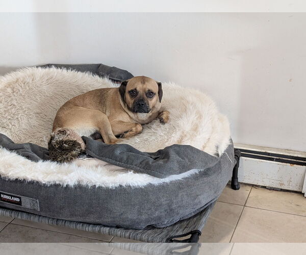 Medium Photo #4 Pug-Unknown Mix Puppy For Sale in Aurora, CO, USA