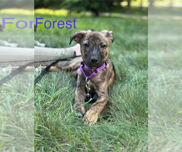 Medium Photo #17 Mutt Puppy For Sale in Brewster, NY, USA