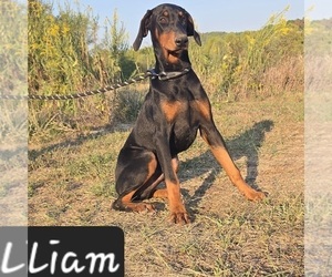 Doberman Pinscher Puppy for sale in POMEROY, OH, USA
