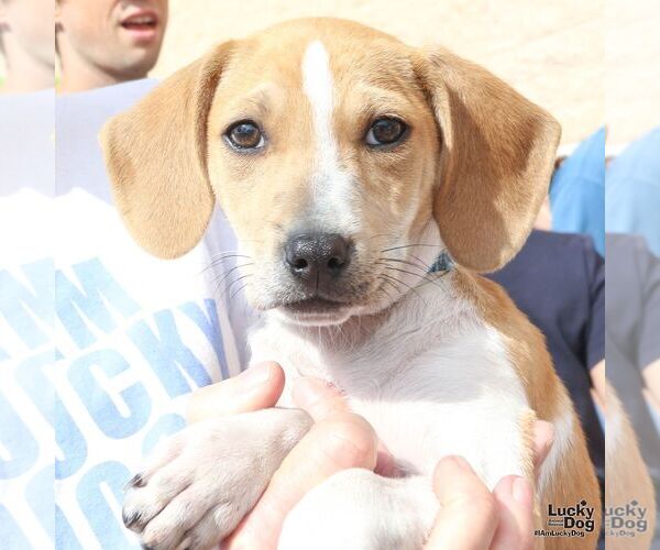 Medium Photo #2 Mutt Puppy For Sale in Washington, DC, USA