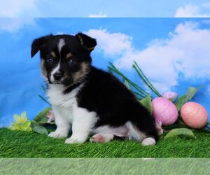 Pembroke Welsh Corgi Puppy for sale in FREDERICKSBG, OH, USA