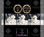 Puppy Eaton AKC Maltese